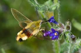 Hummelschwärmer englisch | hummelschwärmer translation. Hummelschwarmer Hemaris Fuciformis Foto Bild Tiere Wildlife Schmetterlinge Bilder Auf Fotocommunity