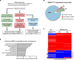 Oncogenic Braf V600e Remodels The Transcriptome In Melanoma