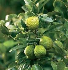 Here are some quick facts about this special kind of tree. Trying To Find Kaffir Lime Tree To Purchase Via Mail Order Food52