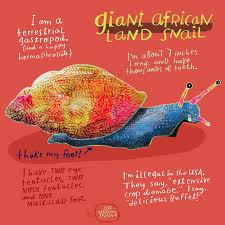 What We Have Here Is A Giant African Land Snail Really Really Giant Instaart Artistsofig Artistsofinstagram In 2020 Book Illustration Book Design Illustration