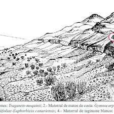Catena media has offices in cities all over the world. Catena De Vegetacion En La Ladera De Barlovento De La Parte Central De Download Scientific Diagram