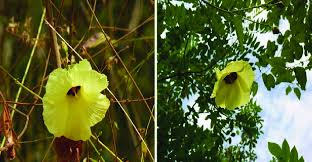 Image result for Azanza lampas