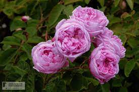 Rose Des Peintres A Centifolia Cross With Many Names And An Obscure Origin Pictured At Roseraie Du Val De Marne L Hay Les Roses Rose Flowers Perennials