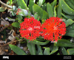 Image result for Kleinia fulgens