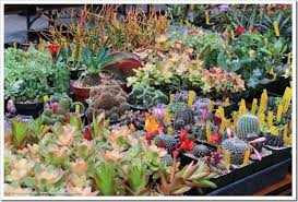 * receive the cactus and succulent society journal, published four times annually. Recap 2016 Sacramento Cactus Succulent Society Show Sale Part 1 Of 2