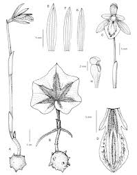 Image result for Nervilia adolphi