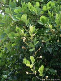 Image result for Millettia