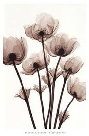 Download Marie Pestaro Mariepestaro Profile Pinterest