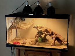 10 Common Reasons Your Bearded Dragon Is Closing Its Eyes - A-Z Animals
