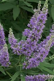 Image result for Vitex patula
