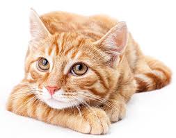 Get directions jacksonville's favorite vet online booking quality care. Vet Plus Center Sharjah Uae