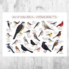 Backyard Birds Of New Jersey Field Guide Massachusetts Backyard Birds Field Guide Art Print Watercolor Painting Wall Art Nature Print In 2020 Backyard Birds Bird Poster Nature Wall Art