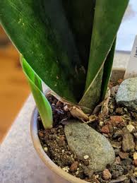 Image result for Sansevieria dawei