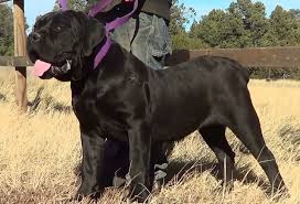 Feel free to browse hundreds of active classified puppy for sale listings, from dog breeders in pa and the surrounding. Advertising Of Black Boerboels Illegal Northglen News