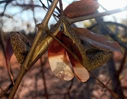 Image result for Hippocratea buchananii