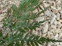 Image result for Asplenium gemmascens