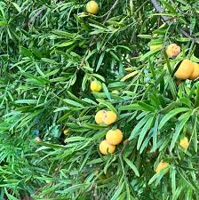 Image result for Afrocarpus falcatus