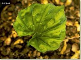 Image result for Nervilia renschiana