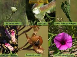 Image result for Convolvulaceae