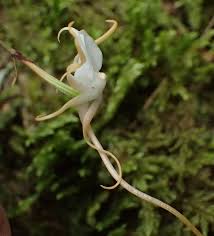 Image result for Angraecum conchiferum