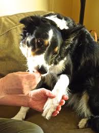 How to cut white dog nails. Trimming A Dog S Nails A 2016 Update The Other End Of The Leash