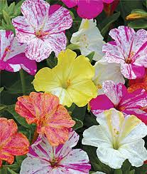 On many forums, the control method of using four o'clocks is llisted, but if you read the comments, there are as many people who say it absolutely. How To Grow Four O Clocks Flower Gardening Tips And Advice Burpee