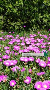 Image result for Carpobrotus