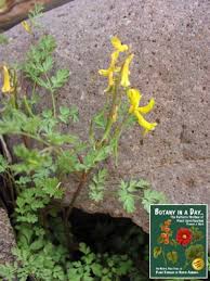 Image result for Fumariaceae