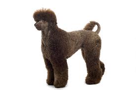 Poodle Cuts And Hairstyles Petcarerx Com