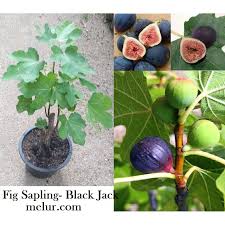 Jenis buah tinnya adalah tin ara figs yellow ksa.perbanyakan pohon tin dengan cara cangkok batang tin. Anak Pokok Tin Blackjack Fig Sappling Blackjack Shopee Malaysia