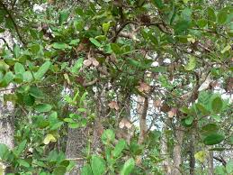 Image result for Hymenocardia