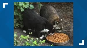 The mundane civil forfeiture hearing took a hilarious turn when presidio county attorney rod ponton arrived in zoom court in the. Cat Raccoon Are Best Friends And It S Adorable Firstcoastnews Com