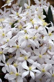 If left unpruned, clematis can turn into a mass of tangled stems with a bare base and flowers well above eye level. Apple Blossom Clematis Clematis Armandii Apple Blossom In Vancouver Victoria Burnaby Penticton Coquitlam British Columbia Bc At Gardenworks
