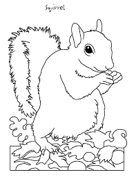 With a full range of coloring pictures for children to freely explore the interesting things of the world of coloring pictures. Backyard Animals And Nature Coloring Books Free Coloring Pages Squirrel Coloring Page Animal Coloring Pages Animal Coloring Books