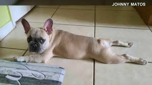 Maybe you would like to learn more about one of these? Orlando Man Robbed Of His French Bulldog At Gunpoint Search For Bugsy Continues