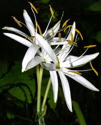 Image result for Crinum aurantiacum