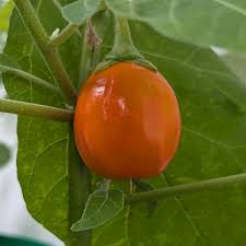 Image result for Solanum aethiopicum