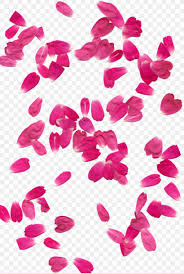 Petal Rose Png 1024x1521px Watercolor Cartoon Flower Frame Heart Download Free See more of rose petals on facebook. petal rose png 1024x1521px