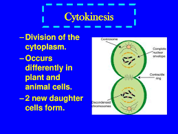 We did not find results for: Cell Division Is Part Of The Cell Cycle Ppt Download