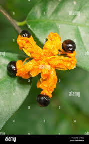 Image result for Turraea robusta