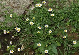 Image result for Erigeron karvinskianus