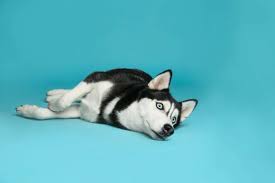 Reduces hyperactivity and excessive barking, biting, and chewing. Why Your Husky Humps You And How To Stop It