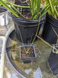 Image result for Monadenium filiforme