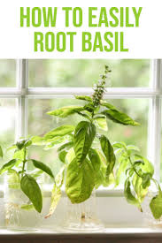 Check spelling or type a new query. Easily Root Basil In Water Don T Buy Lots Of Basil Plants Start With One Take Some Cuttings And End Up With All The Basi Basil Plant Annual Plants Plants