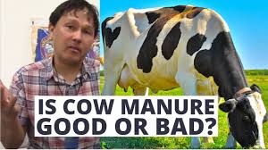 We would like to show you a description here but the site won't allow us. Is Cow Manure Is A Good Or Bad Garden Fertilizer Learn The Truth Youtube