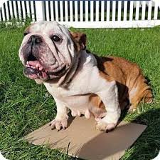 Please note that due to our mission of breeding health back into french bulldogs we do not sell to breeders. French Bulldog Puppies Janesville Wi Pets Lovers