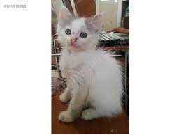 hayvanlar alemi evcil hayvanlar kedi van evcil hayvanlar hayvanlar alemi hayvanlar
