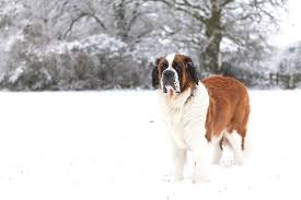 Pin By Knitting Love Gram On Dogo Argentino Massive Dogs Estrela Mountain Dog St Bernard Puppy