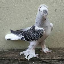 Asad Razz Gazi Adli Kullanicinin Guvercin Pidgeon Panosundaki Pin Hayvanlar Alemi Hayvanlar Kedi