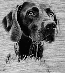 Image result for německý ohař krátkosrstý